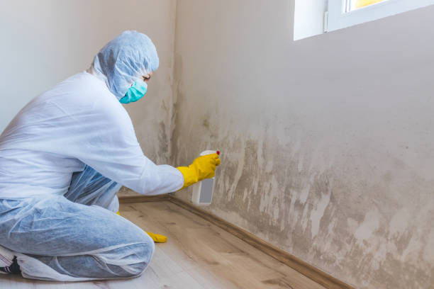 Licensed Mold Removal service in Oldsmar, FL - WQB Mold Removal